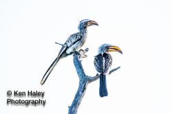 Photography Print - Hornbills On Photographic Paper