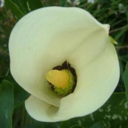 10 Zantedeschia Albomaculata Seeds - Black Throated Arum Lily - Sow Spring - Indigenous Bulbs Seeds