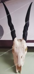 Animal Skull - Trophy Head: Eland