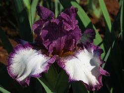 Iris Plants: Jumping Violet-carmine With Ivory White Falls