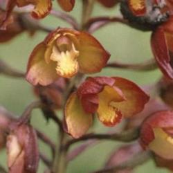 10+ Eulophia Aculeata Seeds - Indigenous South African Orchid Seeds - Global Shipping