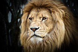 Lion Roar Cd