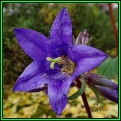 Campanula Trachelium - Nettle-leaved Bellflower - 10 Seed Pack - Exotic Perennial - New