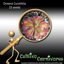 Drosera Cuneifolia 15 Seeds Carnivorous Plant Seeds Sundew