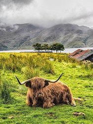 Home Comforts Laminated Poster Cattle Cow Highland Cow Field Livestock Scotland Poster Print 24 X 36