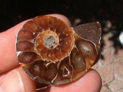 Single Side Ammonite Fossil A Grade