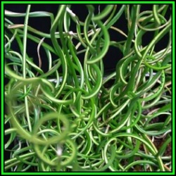 Corkscrew Rush - Juncus Effusus Spiralis - 10 Seed Pack - Indoor Perennial Curiosity Grass - New
