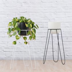 Hairpin Plant Stand - White - White Hairpin Stand Excl. Pot & Plant