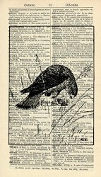 Kestrel In The Field - Bird - Nature Art Print - Animal Art Print - Vintage Dictionary Art Print - Wall Hanging 168A