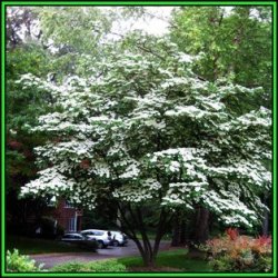 Cornus Kousa Var Chinensis - Chinese Dogwood - 5 Seeds - Tree Or Shrub New