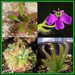 Drosera Cistiflora Pink Flower - Carnivorous Sundew - 10 Seed Pack - Indigenous Houseplant - New