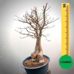 Baobab Bonsai - 90 X 70 X 56 X 24. Bare Rooted. Media And Container Not Included.