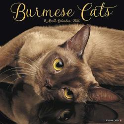 2020 Burmese Cats Wall Calendar By Willow Creek Press