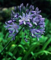 Seeds For Africa Agapanthus Praecox Ssp Orientalis Dwarf - Indigenous South African Bulb - 10 Seeds Blue