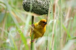 Photography Print By Shawn Papas Bird Under Its Nest A2 Size