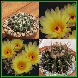 Parodia Mammulosa Ssp. Submammulosa - 50 Bulk Seed Pack - Exotic Succulent Cactus - New