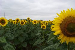 Giant Sunflower - Bulk Edible Flower Seeds - 1KG