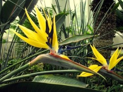 Flowers - Exotic - Crane Flower Sterilitzia Mandela's Gold Bird Of Paradise 10 Seeds