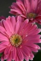Pink Gerbera Daisy Journal - 150 Page Lined Notebook diary Paperback
