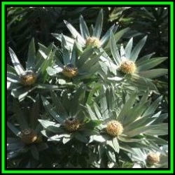Leucadendron Argenteum - 10 Seed Pack - Endemic Tree Protea Evergreen Cut Flower Fynbos - New