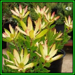 Leucadendron Sessile - 10 Seed Pack - Endemic Shrub Protea Cut Flower Evergreen Fynbos - New