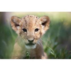 LION Cub Encounter & Game Drive For Two Broedestroom