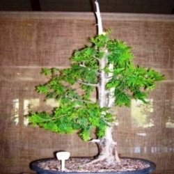 10 Mountain Cedar Widdringtonia Nodiflora Bonsai Tree Seeds - Indigenous To South Africa