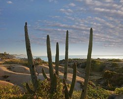 Posterazzi Poster Print Collection Organ Pipe Cactus Overlooking Chelino Bay Baja California Mexico Tim Fitzharris 10 X 12 Multicolored