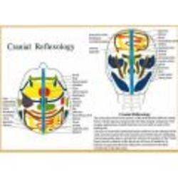 Cranial Reflexology Poster