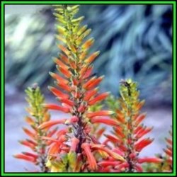 Aloe Fosteri - Fosters Aloe - 10 Seed Pack - Indigenous Aloe Succulent - Worldwide Shipping New