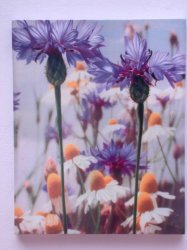 A Lovely Daisy Flower Canvas Picture 51CM X41 Cm