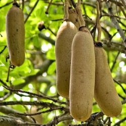 10 Sausage Tree Seeds Kigelia Africana - Indigenous South African Tree - New