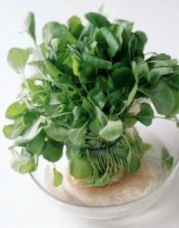 250 Garden Cress Seeds - Lepidium Sativum Seeds - Medicinal And Culinary Herbs