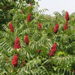 20 Rhus Typhina Seeds - Stag Horn Sumach Tree Seeds - Staghorn Sumach - Worldwide Delivery