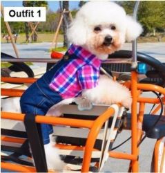 Imported Quality Dog Jersey's - Summer Outfit