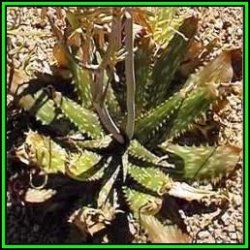 Aloe Greatheadii Var Davyana - 10 Seed Pack - Indigenous Succulent - Worldwide Shipping New