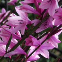 10 Watsonia Strubeniae Seeds - Indigenous South African Endemic Perennial Bulb Seeds From Africa