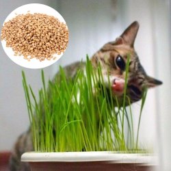90G Pure Natural Grown Sweet Oat Grass Seeds Cat Dog Rabbit Pet Health Food 90G Pure Natural Grown