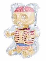 4D Master Baby Gummi Bear Skeleton Anatomy Model Renewed