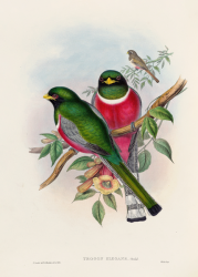 Canvas Wall Art - A Monograph Of The Trogonidae Or Family Of Trogons - PL.16