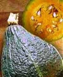 Chicago Hubbard Squash Pumpkin Seeds 10