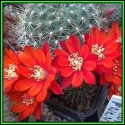 Rebutia Pseudodeminuta - 100 Bulk Seed Pack - Exotic Cactus Succulent -combined Global Shipping- New