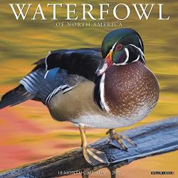 2020 Waterfowl Wall Calendar By Willow Creek Press