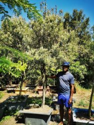 Buddleja Saligna Tree False Olive Motlhware Gauteng Only - 200 Litres