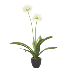 @home Narcissus With 2 Flowers In Plastic Pot 105CM