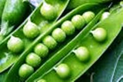 Vegetables - Sweet Grean Pea - 10 Seeds