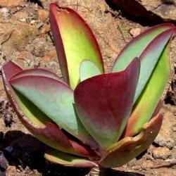 10 Kalanchoe Paniculata Seeds - Indigenous South African Native Succulent Seeds For
