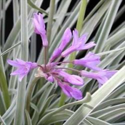 Tulbaghia "silver Lace" Wild Garlic - Plants For - Price Per 3
