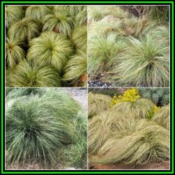 Carex Comans Green - 10 Seed Pack - Evergreen Perennial Ornamental Grass -global Shipping- New