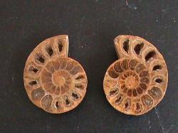 Fossil Ammonite Pair